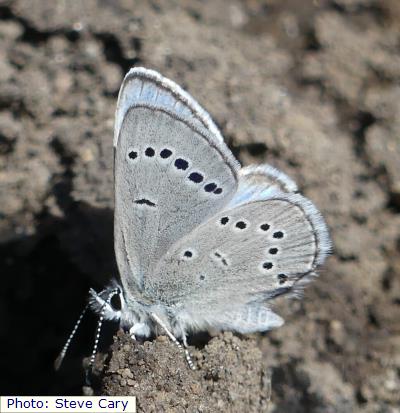 Raton Mesa Silvery Blue
