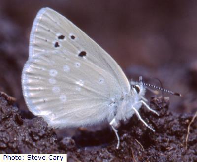 Raton Mesa Boisduval's Blue