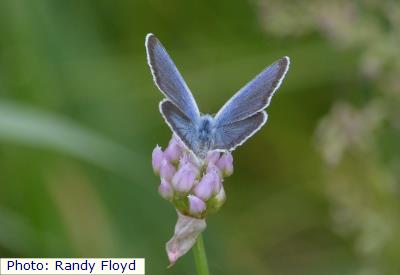 Sacred Boisduval's Blue