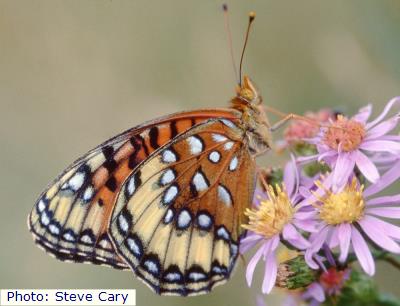 Southwestern Great Basin Silverspot