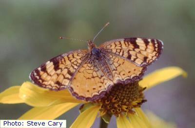 Apache Northern Crescent