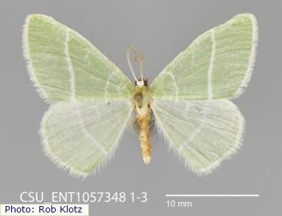 Sacramento Mountains Emerald Moth