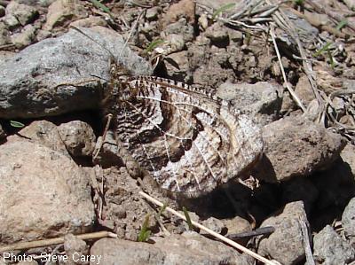 Capulin Mountain Alberta Arctic