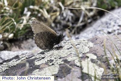 Colorado Melissa Arctic
