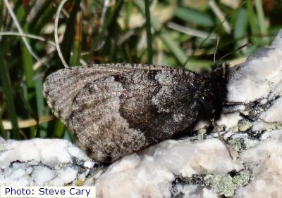 Rocky Mountain Polixenes Arctic
