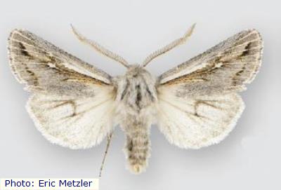 White Sands Cutworm Moth