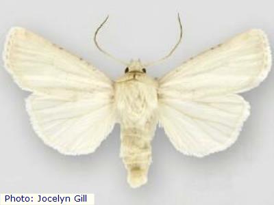 Lafontaine's Cutworm Moth
