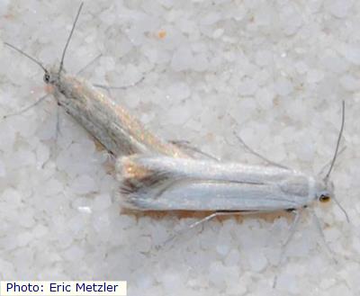White Sands Dune Moth