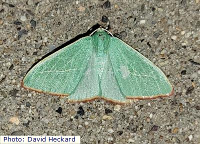 Rindge's Emerald Moth