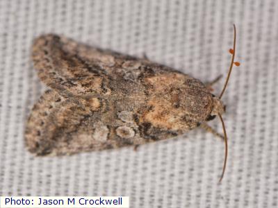 White Sands Owlet Moth