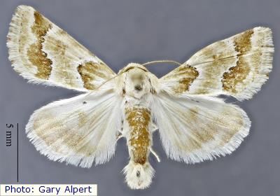 Pogue's Flower Moth