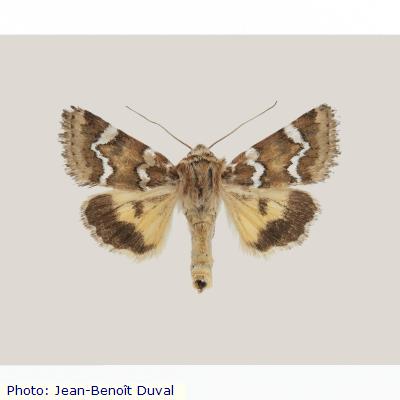 Zuni Flower Moth