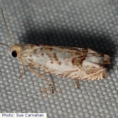 Blanchard's Pelochrista Moth