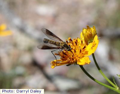 Southwestern Slender Bee Fly