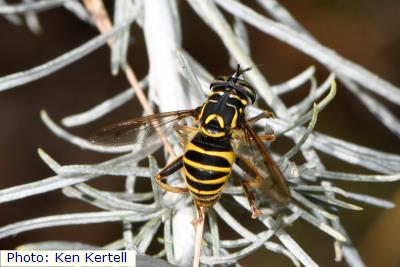 Crandall's Hornet Fly