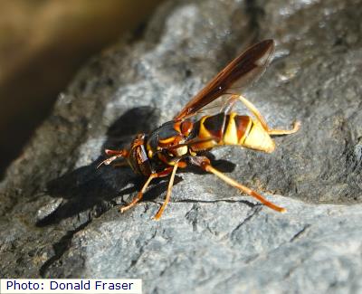 Yellow-tailed Hornet Fly